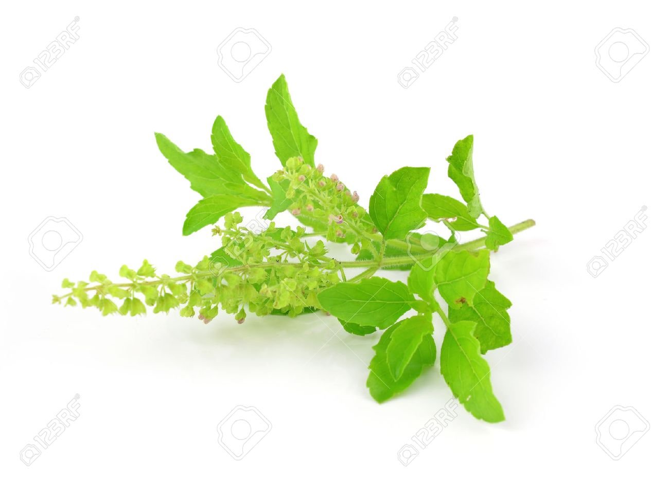 48345718-holy-basil-or-tulsi-leaves-isolated-over-white-background